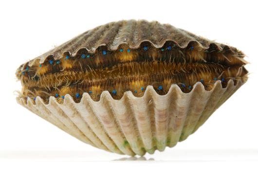 Speiser scallop